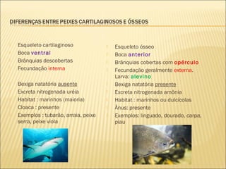  Esqueleto cartilaginoso
 Boca ventral
 Brânquias descobertas
 Fecundação interna
 Bexiga natatória ausente
 Excreta nitrogenada uréia
 Habitat : marinhos (maioria)
 Cloaca : presente
 Exemplos : tubarão, arraia, peixe
serra, peixe viola
 Esqueleto ósseo
 Boca anterior
 Brânquias cobertas com opérculo
 Fecundação geralmente externa.
Larva: alevino
 Bexiga natatória presente
 Excreta nitrogenada amônia
 Habitat : marinhos ou dulcícolas
 Ânus: presente
 Exemplos: linguado, dourado, carpa,
piau
 