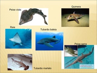 Peixe viola
Raia
Peixe serra
Tubarão martelo
Tubarão baleia
Quimera
 