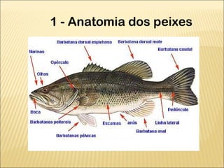 1 - Anatomia dos peixes
 