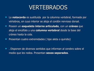 VERTEBRADOS La  notocorda  es sustituida  por la columna vertebral, formada por vértebras, en cuyo interior se aloja el cordón nervioso dorsal. Poseen un  esqueleto interno articulado , con un  cráneo  que aloja el encéfalo y una  columna vertebral  desde la base del cráneo hasta la cola.  Presentan cuatro extremidades ( tipo aleta o quiridio) . Disponen de diversos sentidos que informan al cerebro sobre el medio que les rodea. Presentan  sexos separados . 
