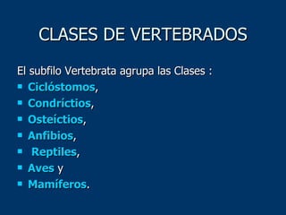 CLASES DE VERTEBRADOS El subfilo Vertebrata agrupa las Clases : Ciclóstomos ,  Condríctios ,  Osteíctios ,  Anfibios , Reptiles ,  Aves  y  Mamíferos . 