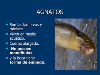 AGNATOS Son las lampreas y mixines.  Viven en medio acuático,  Cuerpo alargado. No poseen mandíbulas   y la boca tiene  forma de embudo .  
