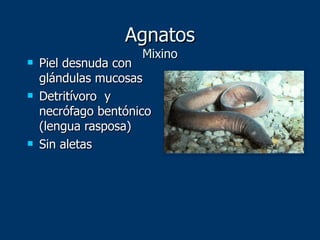 Agnatos Mixino Piel desnuda con glándulas mucosas Detritívoro  y necrófago bentónico (lengua rasposa) Sin aletas 