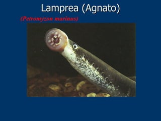 Lamprea (Agnato) (Petromyzon marinus)   