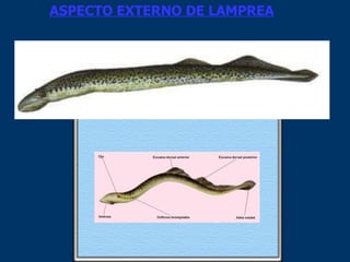 ASPECTO EXTERNO DE LAMPREA 