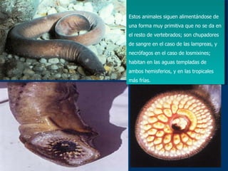 Estos animales siguen alimentándose de una forma muy primitiva que no se da en el resto de vertebrados; son chupadores de sangre en el caso de las lampreas, y necrófagos en el caso de losmixines; habitan en las aguas templadas de ambos hemisferios, y en las tropicales más frías. 