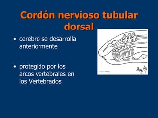 Cordón nervioso tubular dorsal cerebro se desarrolla anteriormente protegido por los arcos vertebrales en los Vertebrados 