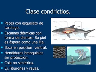 Clase condrictios. Peces con esqueleto de cartílago. Escamas dérmicas con forma de dientes. Su piel es áspera como una lija. Boca en posición  ventral. Hendiduras branquiales sin protección. Cola no simétrica. Ej.Tiburones y rayas. 