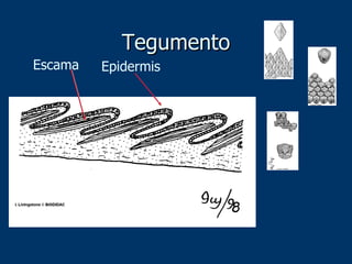 Tegumento Escama Epidermis 