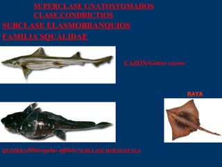 SUPERCLASE GNATOSTOMADOS CLASE CONDRICTIOS SUBCLASE ELASMOBRANQUIOS FAMILIA SQUALIDAE CAZÓN (Galeus cazon)   QUIMERA (Hidrogalus affinis )  SUBCLASE HOLOCEFALA   RAYA 