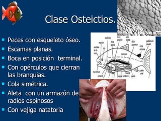 Clase Osteictios. Peces con esqueleto óseo. Escamas planas. Boca en posición  terminal. Con opérculos que cierran las branquias. Cola simétrica. Aleta  con un armazón de radios espinosos Con vejiga natatoria 