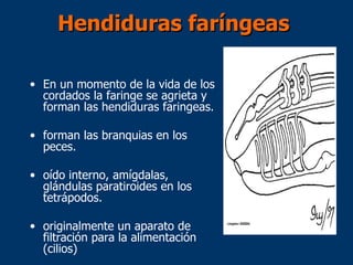 Hendiduras faríngeas En un momento de la vida de los cordados la faringe se agrieta y forman las hendiduras faringeas.  forman las branquias en los peces. oído interno, amígdalas, glándulas paratiroides en los tetrápodos. originalmente un aparato de filtración para la alimentación (cilios) 