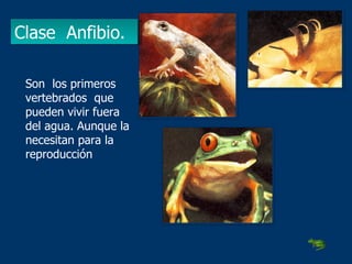 Clase  Anfibio. Son  los primeros vertebrados  que pueden vivir fuera del agua. Aunque la necesitan para la reproducción 