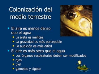 Colonización del medio terrestre El aire es menos denso que el agua La aleta es ineficaz La gravedad es más perceptible La audición es más difícil El aire es más seco que el agua Los órganos respiratorios deben ser modificados ojos piel gametos y cigoto 