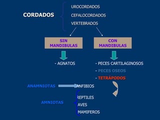 UROCORDADOS CORDADOS CEFALOCORDADOS VERTEBRADOS SIN MANDIBULAS CON MANDIBULAS - PECES CARTILAGINOSOS -  PECES OSEOS -  TETRÁPODOS ANFIBIOS REPTILES  AVES MAMIFEROS ANAMNIOTAS AMNIOTAS - AGNATOS 