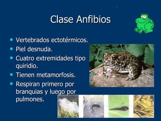 Clase Anfibios Vertebrados ectotérmicos. Piel desnuda. Cuatro extremidades tipo quiridio. Tienen metamorfosis. Respiran primero por branquias y luego por pulmones. 