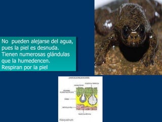 No  pueden alejarse del agua, pues la piel es desnuda. Tienen numerosas glándulas que la humedencen. Respiran por la piel  