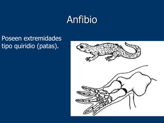 Anfibio Poseen extremidades tipo quiridio (patas). 