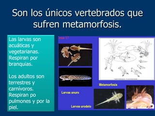 Son los únicos vertebrados que sufren metamorfosis. Las larvas son acuáticas y vegetarianas. Respiran por branquias. Los adultos son terrestres y carnívoros. Respiran po pulmones y por la piel. 