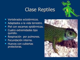 Clase Reptiles Vertebrados ectotérmicos. Adaptados a la vida terrestre. Piel con escamas epidérmicas. Cuatro extremidades tipo quiridio. Respiración  por pulmones. Fecundación interna.  Huevos con cubiertas protectoras. 