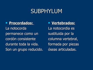 SUBPHYLUM Procordados:  La notocorda permanece como un cordón consistente durante toda la vida.  Son un grupo reducido.  Vertebrados: La notocordia es sustituida por la columna vertebral, formada por piezas óseas articuladas. 