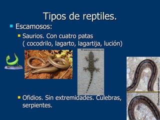 Tipos de reptiles. Escamosos: Saurios. Con cuatro patas ( cocodrilo, lagarto, lagartija, lución) Ofidios. Sin extremidades. Culebras, serpientes. 