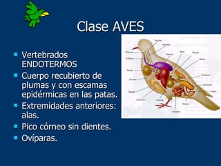 Clase AVES Vertebrados ENDOTERMOS Cuerpo recubierto de plumas y con escamas epidérmicas en las patas. Extremidades anteriores: alas. Pico córneo sin dientes. Ovíparas. 