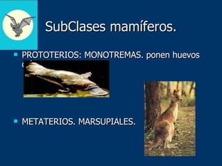 SubClases mamíferos. PROTOTERIOS: MONOTREMAS. ponen huevos que incuban. METATERIOS. MARSUPIALES.  