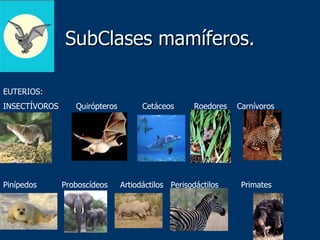 SubClases mamíferos. EUTERIOS: INSECTÍVOROS  Quirópteros  Cetáceos  Roedores  Carnívoros Pinípedos  Proboscídeos  Artiodáctilos  Perisodáctilos  Primates 