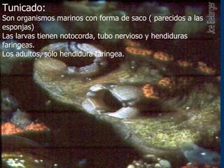 Proc Tunicado: Son organismos marinos con forma de saco ( parecidos a las esponjas) Las larvas tienen notocorda, tubo nervioso y hendiduras faringeas. Los adultos, sólo hendidura faringea. 