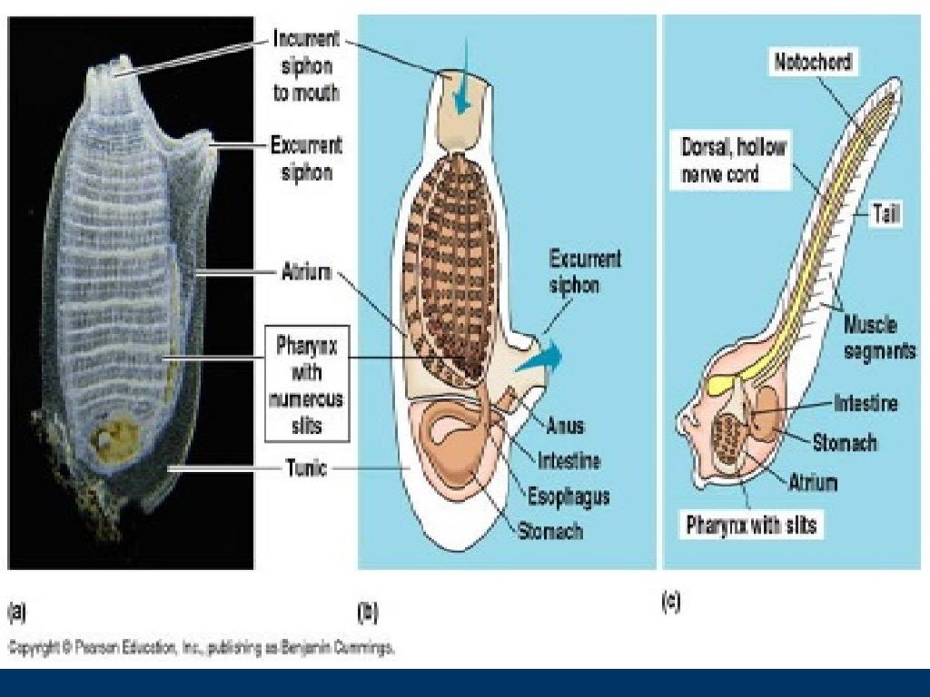 ¿ Que son los Cordados 1.