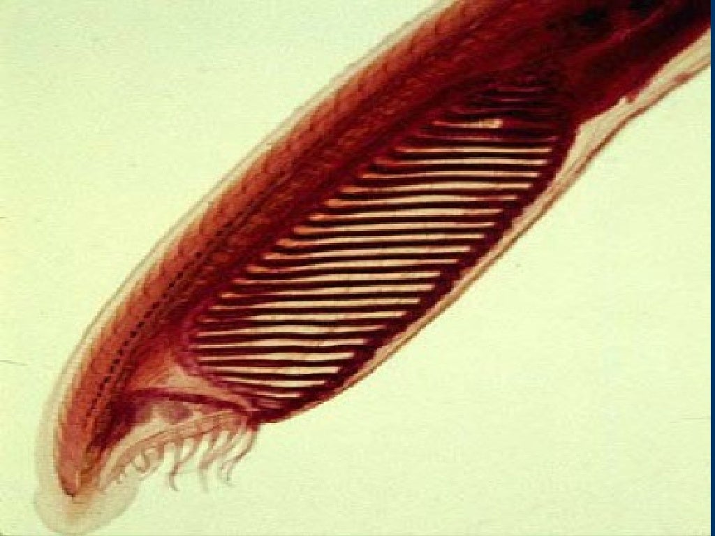 ¿ Que son los Cordados 1.