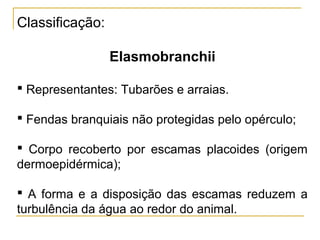 Classificação:

                 Elasmobranchii

 Representantes: Tubarões e arraias.

 Fendas branquiais não protegidas pelo opérculo;

 Corpo recoberto por escamas placoides (origem
dermoepidérmica);

 A forma e a disposição das escamas reduzem a
turbulência da água ao redor do animal.
 