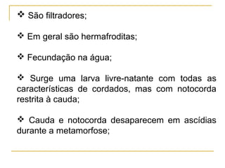  São filtradores;

 Em geral são hermafroditas;

 Fecundação na água;

 Surge uma larva livre-natante com todas as
características de cordados, mas com notocorda
restrita à cauda;

 Cauda e notocorda desaparecem em ascídias
durante a metamorfose;
 