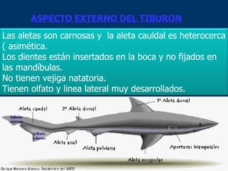 ASPECTO EXTERNO DEL TIBURON Las aletas son carnosas y  la aleta cauldal es heterocerca ( asimética. Los dientes están insertados en la boca y no fijados en las mandíbulas. No tienen vejiga natatoria.  Tienen olfato y linea lateral muy desarrollados.  