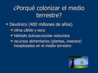 ¿Porqué colonizar el medio terrestre? Devónico (400 millones de años) clima cálido y seco hábitats dulceacuícolas reducidos recursos alimentarios (plantas, insectos) inexplotados en el medio terrestre 