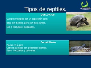 Tipos de reptiles. QUELONIOS.  Cuerpo protegido por un caparazón duro. Boca sin dientes, pero con pico córneo.  Ejm : Tortugas y galápagos. Cocodrilianos Placas en la piel. Cabeza alargada con poderosos dientes. Ejem: Cocodrilos y caimanes. 