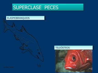 ELASMOBRANQUIOS TELEÓSTEOS SUPERCLASE  PECES 