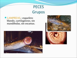 PECES
Grupos
LAMPREAS.- esqueleto
blando, cartilaginoso, sin
mandibulas, sin escamas.
 