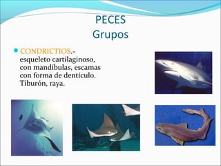 PECES
Grupos
CONDRICTIOS.-
esqueleto cartilaginoso,
con mandíbulas, escamas
con forma de dentículo.
Tiburón, raya.
 