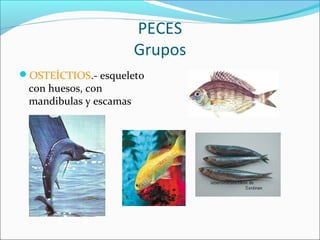 PECES
Grupos
OSTEÍCTIOS.- esqueleto
con huesos, con
mandibulas y escamas
 