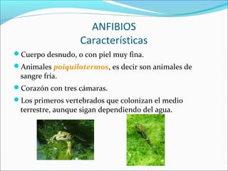 ANFIBIOS
Características
Cuerpo desnudo, o con piel muy fina.
Animales poiquilotermos, es decir son animales de
sangre f...