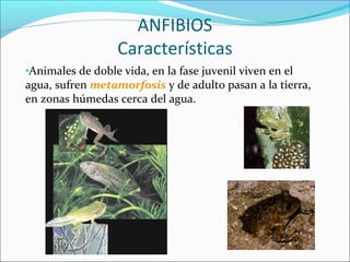 ANFIBIOS
Características
•Animales de doble vida, en la fase juvenil viven en el
agua, sufren metamorfosis y de adulto pas...