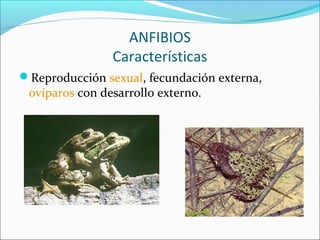 ANFIBIOS
Características
Reproducción sexual, fecundación externa,
ovíparos con desarrollo externo.
 