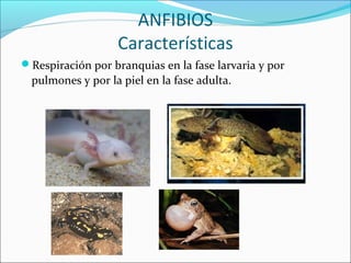 ANFIBIOS
Características
Respiración por branquias en la fase larvaria y por
pulmones y por la piel en la fase adulta.
 