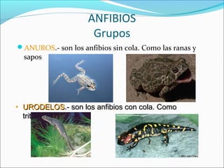 ANFIBIOS
Grupos
ANUROS.- son los anfibios sin cola. Como las ranas y
sapos
• URODELOSURODELOS.- son los anfibios con cola...