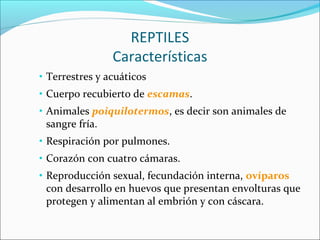 REPTILES
Características
• Terrestres y acuáticos
• Cuerpo recubierto de escamas.
• Animales poiquilotermos, es decir son ...