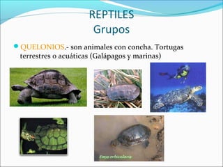 REPTILES
Grupos
QUELONIOS.- son animales con concha. Tortugas
terrestres o acuáticas (Galápagos y marinas)
 