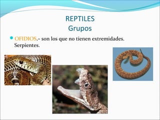 REPTILES
Grupos
OFIDIOS.- son los que no tienen extremidades.
Serpientes.
 