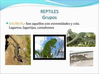 REPTILES
Grupos
SAURIOS.- Son aquellos con extremidades y cola.
Lagartos, lagartijas, camaleones
 
